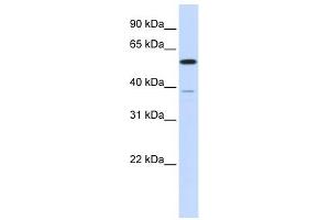 PPP2R5A antibody used at 1 ug/ml to detect target protein. (PPP2R5A Antikörper  (N-Term))