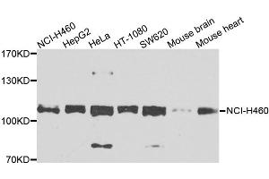Western blot analysis of extracts of various cell lines, using EPHB2 antibody.