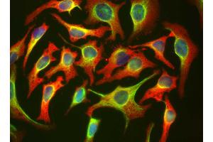 HeLa cells staining with HSBP1 antibody (red), and counterstained with chicken polyclonal antibody to Vimentin (green) and DNA (blue). (HSBP1 Antikörper)
