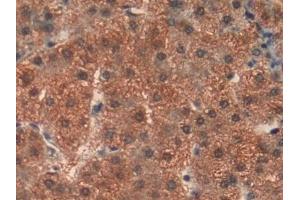 Immunohistochemistry (IHC) image for anti-Prohibitin (PHB) (AA 177-272) antibody (ABIN7431794)
