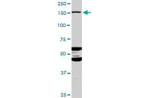 ABCC11 MaxPab polyclonal antibody. (ABCC11 Antikörper  (AA 1-553))