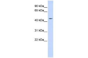 WB Suggested Anti-INTS12 Antibody Titration:  0. (INTS12 Antikörper  (N-Term))