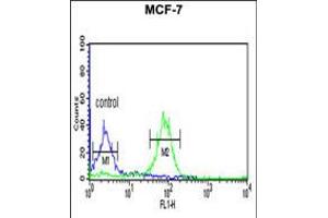 Flow cytometric analysis of MCF-7 cells (right histogram) compared to a negative control cell (left histogram). (BOD1 Antikörper  (C-Term))