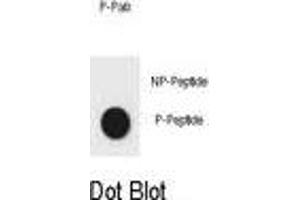 Dot blot analysis of CDKN2A Antibody (Phospho S8) Phospho-specific Pab (ABIN6241060 and ABIN6578940) on nitrocellulose membrane. (CDKN2A Antikörper  (pSer8))