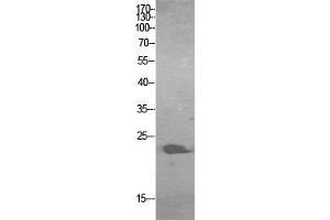 Western Blotting (WB) image for anti-Growth Factor, Augmenter of Liver Regeneration (GFER) (Internal Region) antibody (ABIN6284330)