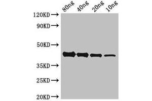 Western Blot Positive WB detected in Recombinant protein All lanes: AKAP9 antibody at 2. (AKAP9 Antikörper  (AA 71-191))