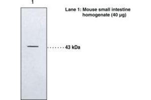 Image no. 1 for anti-Leukotriene B4 Receptor 2 (LTB4R2) antibody (ABIN2451486) (LTB4R2 Antikörper)