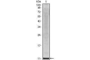 Western Blot showing IL8 antibody used against IL8 recombinant protein. (IL-8 Antikörper)