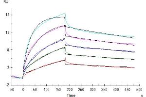Biotinylated Human GPRC5D VLP captured on SA Chip can bind Anti-GPRC5D antibody, hFc with an affinity constant of 0. (GPRC5D Protein-VLP (AA 1-345) (Biotin))