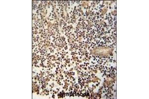 MCA1 Antibody (C-term) (ABIN390679 and ABIN2840973) immunohistochemistry analysis in formalin fixed and paraffin embedded human lymphnode followed by peroxidase conjugation of the secondary antibody and DAB staining. (MCA1 Antikörper  (C-Term))