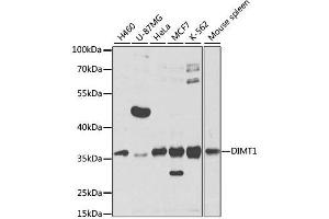 Western blot analysis of extracts of various cell lines, using DIMT1 antibody.
