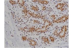 ABIN6267360 at 1/200 staining Human heart tissue sections by IHC-P. (MAPT Antikörper  (pSer396))