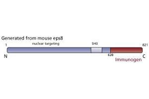 Image no. 3 for anti-Epidermal Growth Factor Receptor Pathway Substrate 8 (EPS8) (AA 628-821) antibody (ABIN967775)