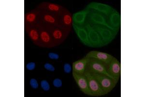 NUFIP1 Mouse Monoclonal Antibody staining Hela cells by IF/ICC.