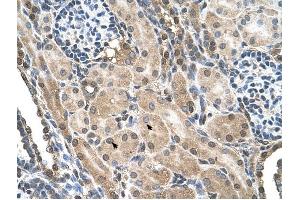 FLJ22167 antibody was used for immunohistochemistry at a concentration of 4-8 ug/ml to stain Epithelial cells of renal tubule (arrows) in Human Kidney. (FLJ22167 (N-Term) Antikörper)