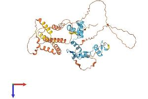 BCL6B Protein (AA 1-474) (His tag)