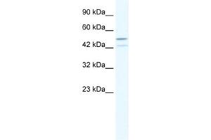 WB Suggested Anti-TAF5L Antibody Titration:  2. (TAF5L Antikörper  (N-Term))
