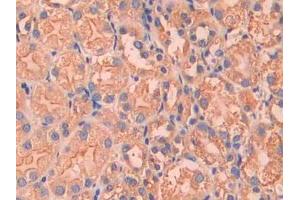 DAB staining on IHC-P; Samples: Mouse Kidney Tissue (Factor VII Antikörper  (AA 315-433))