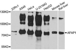 Western blot analysis of extracts of various cell lines, using AFAP1 antibody. (AFAP Antikörper  (AA 461-730))