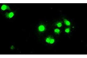 Image no. 6 for anti-Signal Transducer and Activator of Transcription 1, 91kDa (STAT1) antibody (ABIN1501168) (STAT1 Antikörper)