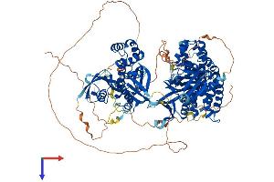 FARP1 Protein (AA 1-1045) (His tag)