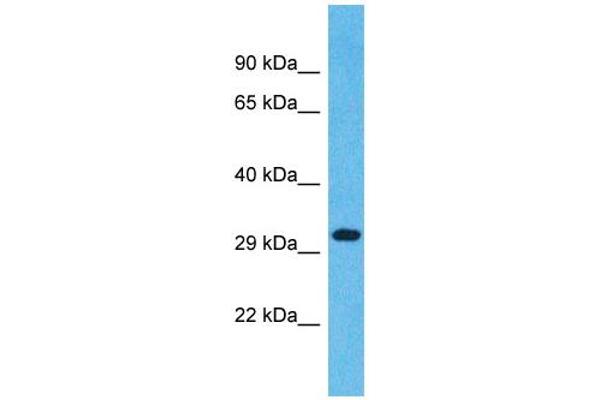 OR1L4 Antikörper  (C-Term)