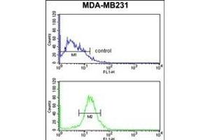 NKX3-1 Antibody (Center) (ABIN652945 and ABIN2842604) flow cytometry analysis of MDA-M cells (bottom histogram) compared to a negative control cell (top histogram). (NKX3-1 Antikörper  (AA 118-145))