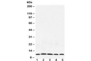 Western blot testing of 1) rat testis, 2) mouse thymus, 3) mouse brain, 4) human HeLa and 5) human MCF7 lysate with NEDD8 antibody at 0.