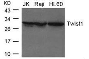 Western blot analysis of extracts from JK, Raji and HL-60 cells using Twist1 Antibody. (TWIST1 Antikörper)