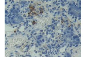 Used in DAB staining on fromalin fixed paraffin- embedded testis tissue (TNFRSF13C Antikörper  (AA 45-169))