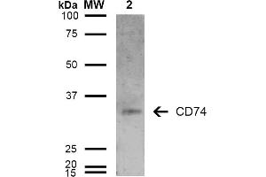 Western Blot analysis of Human Lymphoblastoid cell line (Raji) showing detection of 33-35 kDa CD74 protein using Mouse Anti-CD74 Monoclonal Antibody, Clone 6D9 . (CD74 Antikörper  (AA 1-100) (FITC))