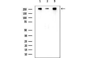 anti-RNA Polymerase II CTD (C-Term) antibody