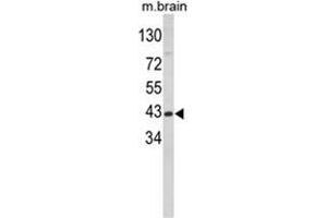 Western blot analysis of GOT1 Antibody (N-term) in mouse brain tissue lysates (35ug/lane). (GOT1 Antikörper  (N-Term))