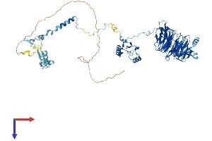 BOP1 Protein (AA 1-732) (His tag)