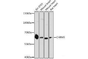 Western blot analysis of extracts of various cell lines using CHRM3 Polyclonal Antibody at dilution of 1:3000. (CHRM3 Antikörper)