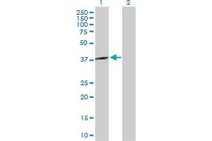 Western Blot analysis of SPO11 expression in transfected 293T cell line by SPO11 MaxPab polyclonal antibody.