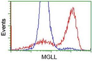 HEK293T cells transfected with either RC218358 overexpress plasmid (Red) or empty vector control plasmid (Blue) were immunostained by anti-MGLL antibody (ABIN2454562), and then analyzed by flow cytometry.