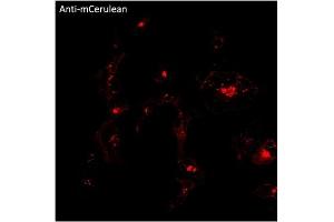 Immunofluorescence (IF) image for anti-mCerulean Fluorescent Protein antibody (ABIN7273086) (mCerulean Fluorescent Protein Antikörper)