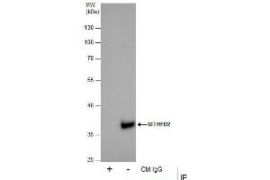 IP Image Immunoprecipitation of MTHFD2 protein from 293T whole cell extracts using 5 μg of MTHFD2 antibody [N1C3], Western blot analysis was performed using MTHFD2 antibody [N1C3], EasyBlot anti-Rabbit IgG  was used as a secondary reagent. (MTHFD2 Antikörper)