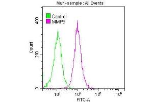 Flow Cytometry (FACS) image for anti-Matrix Metallopeptidase 9 (Gelatinase B, 92kDa Gelatinase, 92kDa Type IV Collagenase) (MMP9) antibody (ABIN7127625)