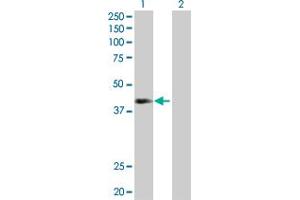 Western Blot analysis of NEIL2 expression in transfected 293T cell line by NEIL2 MaxPab polyclonal antibody. (NEIL2 Antikörper  (AA 1-332))