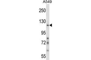 Western Blotting (WB) image for anti-Nidogen 1 (NID1) antibody (ABIN2997986) (Nidogen 1 Antikörper)