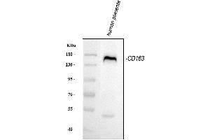 anti-CD163 (CD163) (AA 1092-1109), (C-Term) antibody