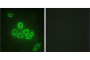 Immunofluorescence analysis of A549 cells, using S1P Receptor EDG1 (Ab-236) Antibody. (S1PR1 Antikörper  (AA 206-255))