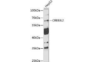 Western blot analysis of extracts of HepG2 cells, using CREB3L2 antibody  at 1:1000 dilution. (CREB3L2 Antikörper  (AA 1-247))