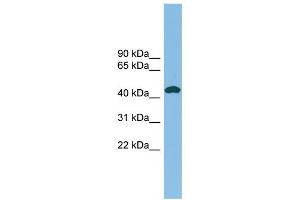 NODAL antibody used at 1 ug/ml to detect target protein. (Nodal Antikörper)