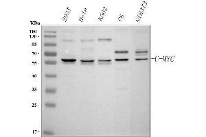 Western blot analysis of c-Myc using anti-c-Myc antibody (ABIN3043598). (c-MYC Antikörper  (AA 257-439))