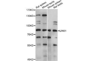 Western blot analysis of extracts of various cell lines, using LINS1 antibody (ABIN6294149) at 1:1000 dilution. (LINS Antikörper)