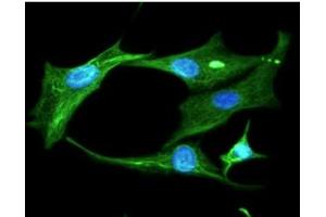 ICC/IF analysis of Clusterin in U87MG cells line, stained with DAPI (Blue) for nucleus staining and monoclonal anti-human Clusterin antibody (1:100) with goat anti-mouse IgG-Alexa fluor 488 conjugate (Green).