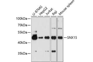 Western blot analysis of extracts of various cell lines, using SNX15 antibody  at 1:3000 dilution. (SNX15 Antikörper  (AA 1-342))
